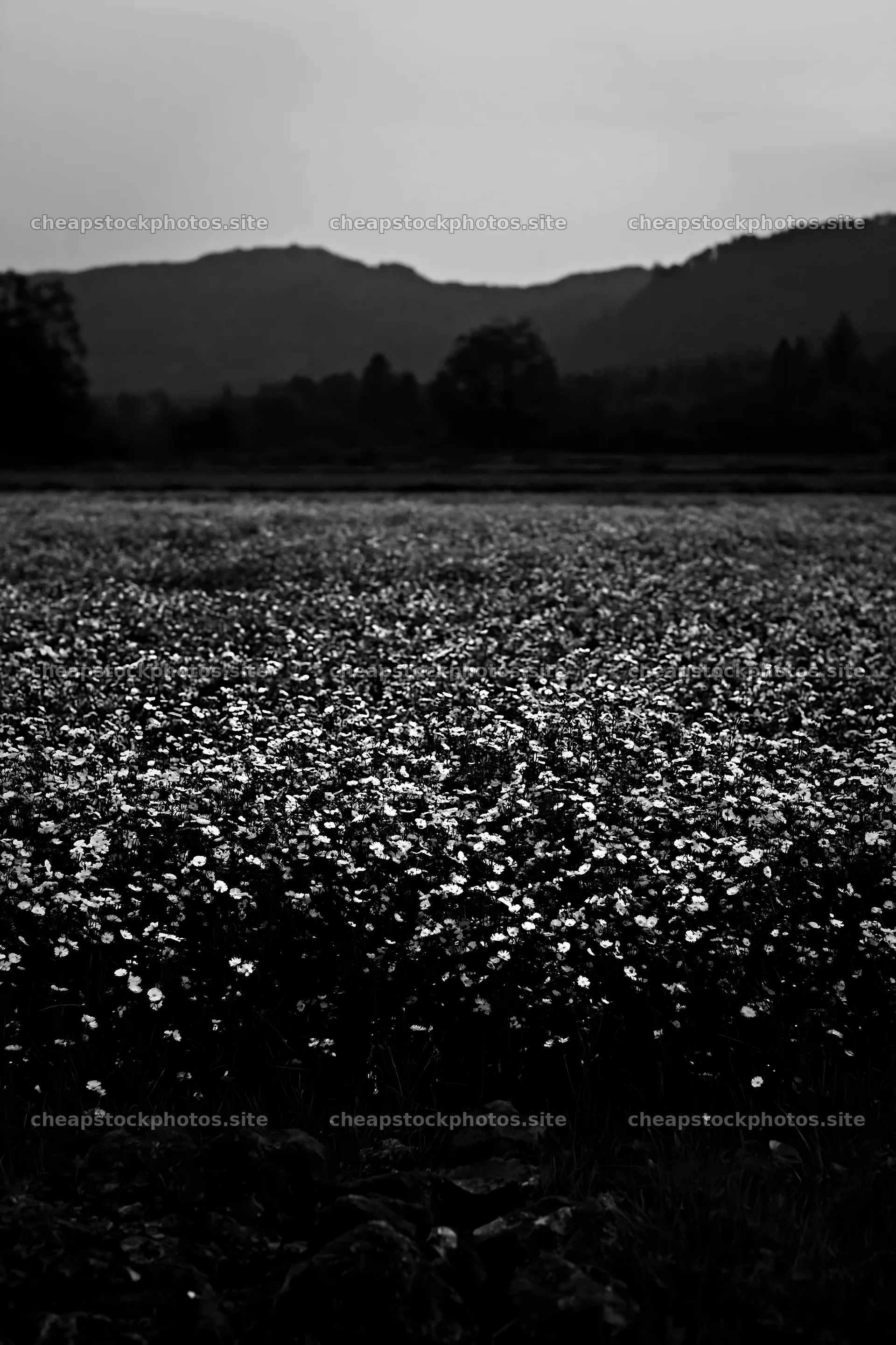 Kyoto spring wildflower meadow stone foreground – stock photos 6480x9722