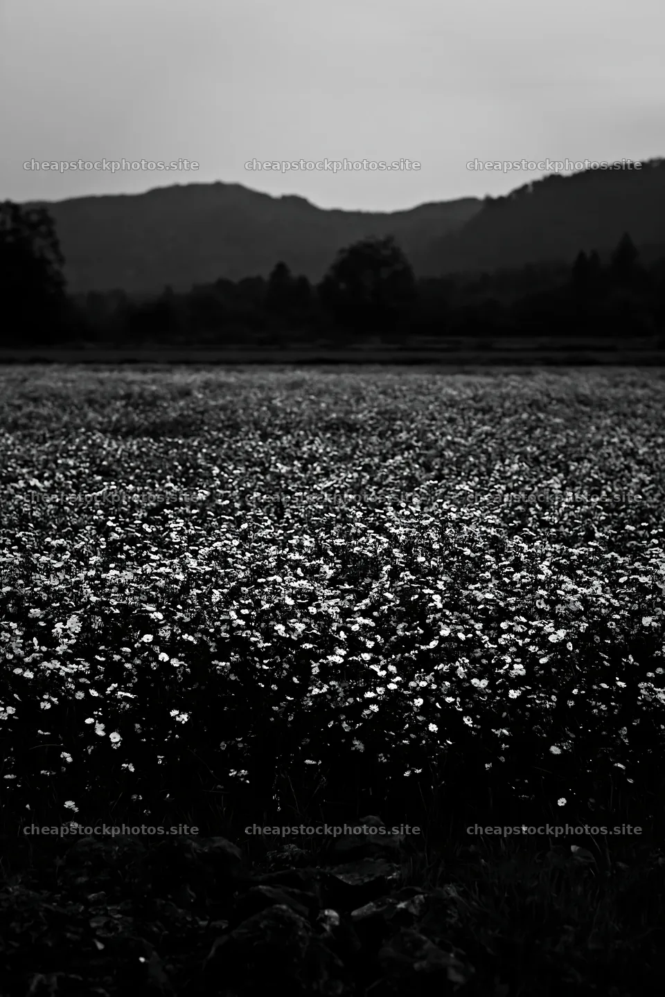 Kyoto spring wildflower meadow stone foreground – stock photos 6480x9722