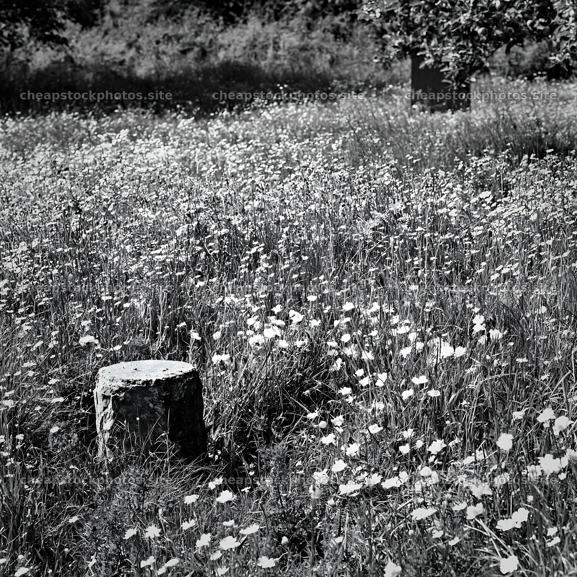 Christmas meadow with apple trees and garlands in black and white – stock photos 7938x7938