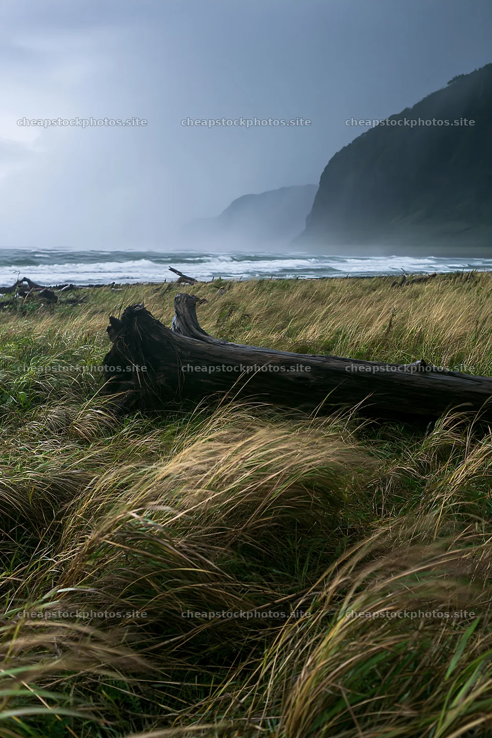 Ishikawa coastal meadow with storm washed driftwood – stock photos 6480x9722