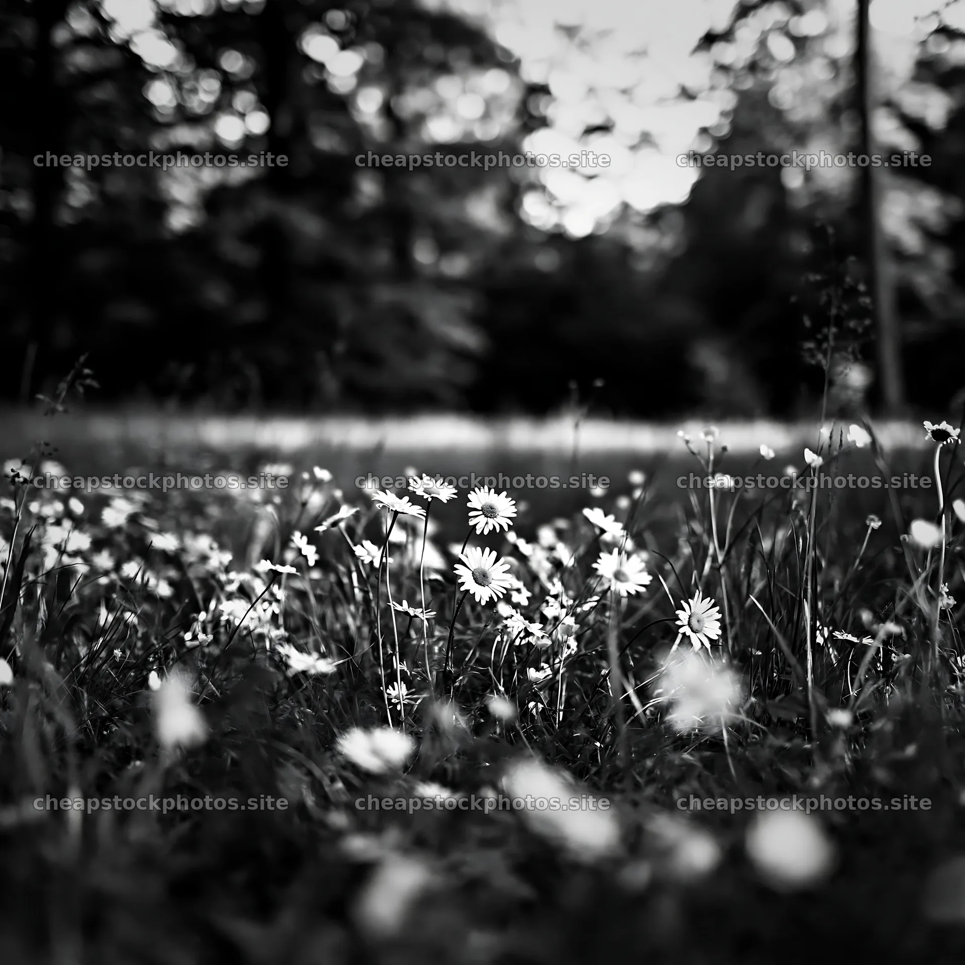 Forest opening with flowers in a black and white setting – stock photos 7938x7938