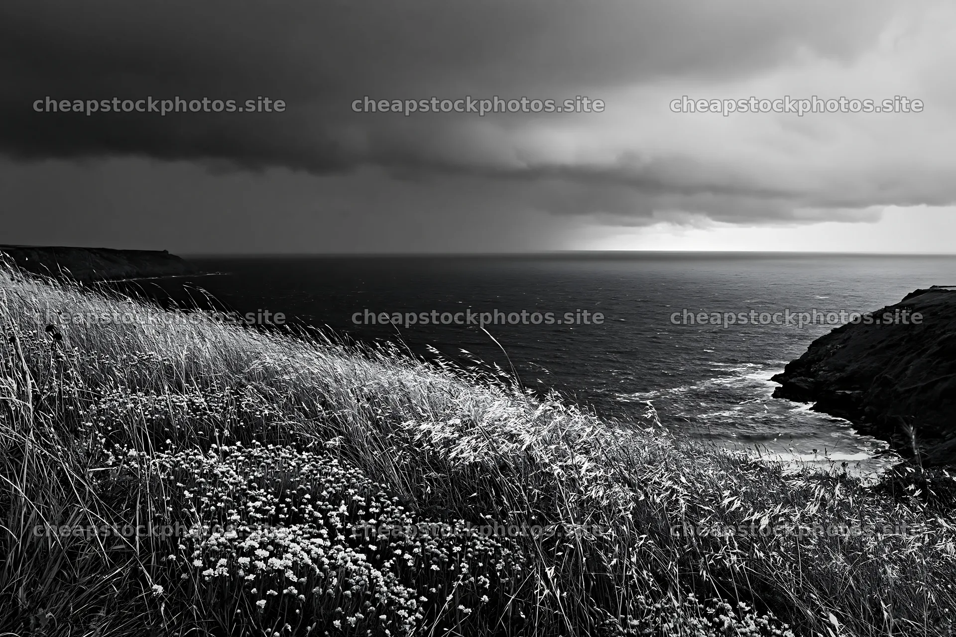 Meadow with seedheads near the ocean under cloudy skies – stock photos 9722x6480
