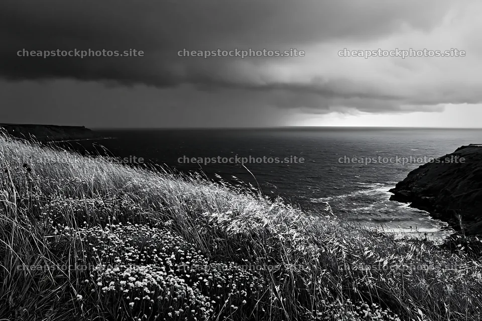 Meadow with seedheads near the ocean under cloudy skies – stock photos 9722x6480
