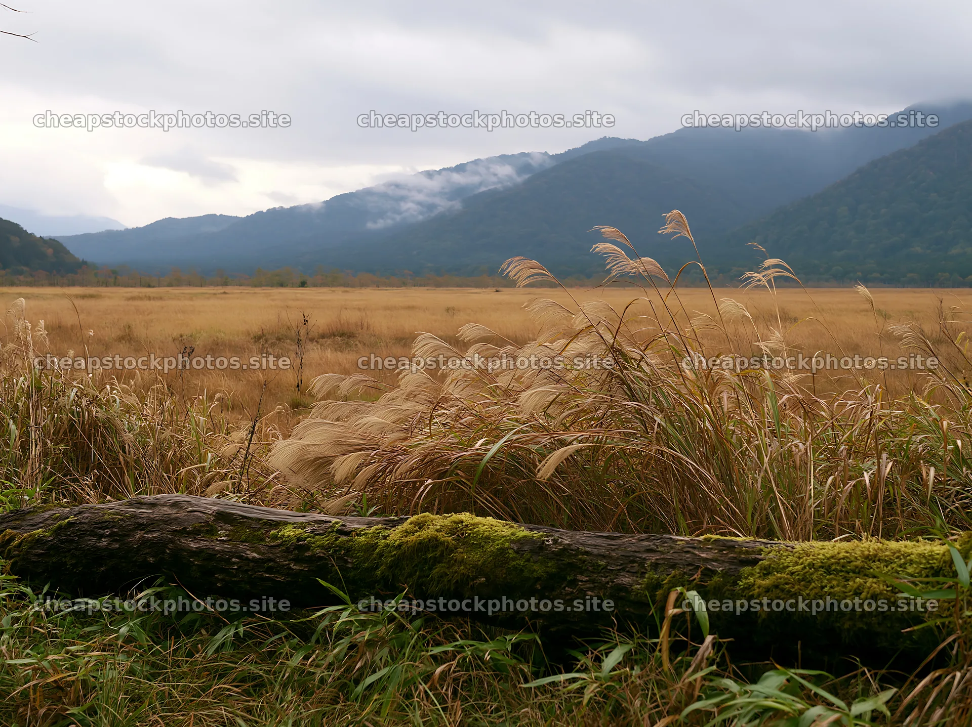 Gifu low carbon meadow mossy log near grassy field and mountains – stock photos 9174x6866