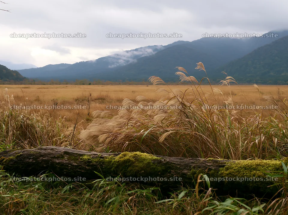 Gifu low carbon meadow mossy log near grassy field and mountains – stock photos 9174x6866