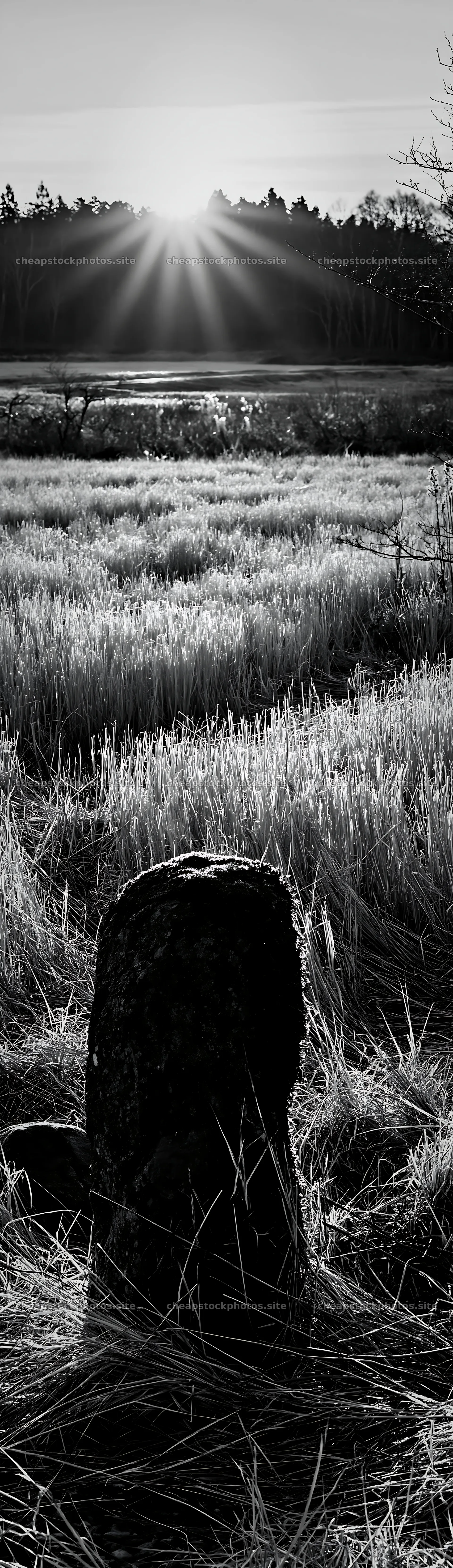 Miyagi spring recovery meadow mossy stone at sunrise – stock photos 4268x14762