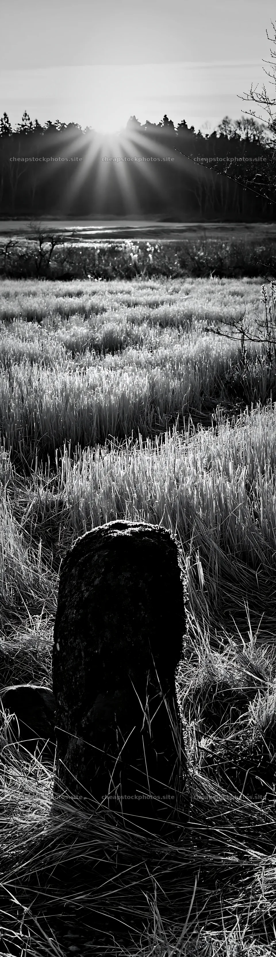 Miyagi spring recovery meadow mossy stone at sunrise – stock photos 4268x14762