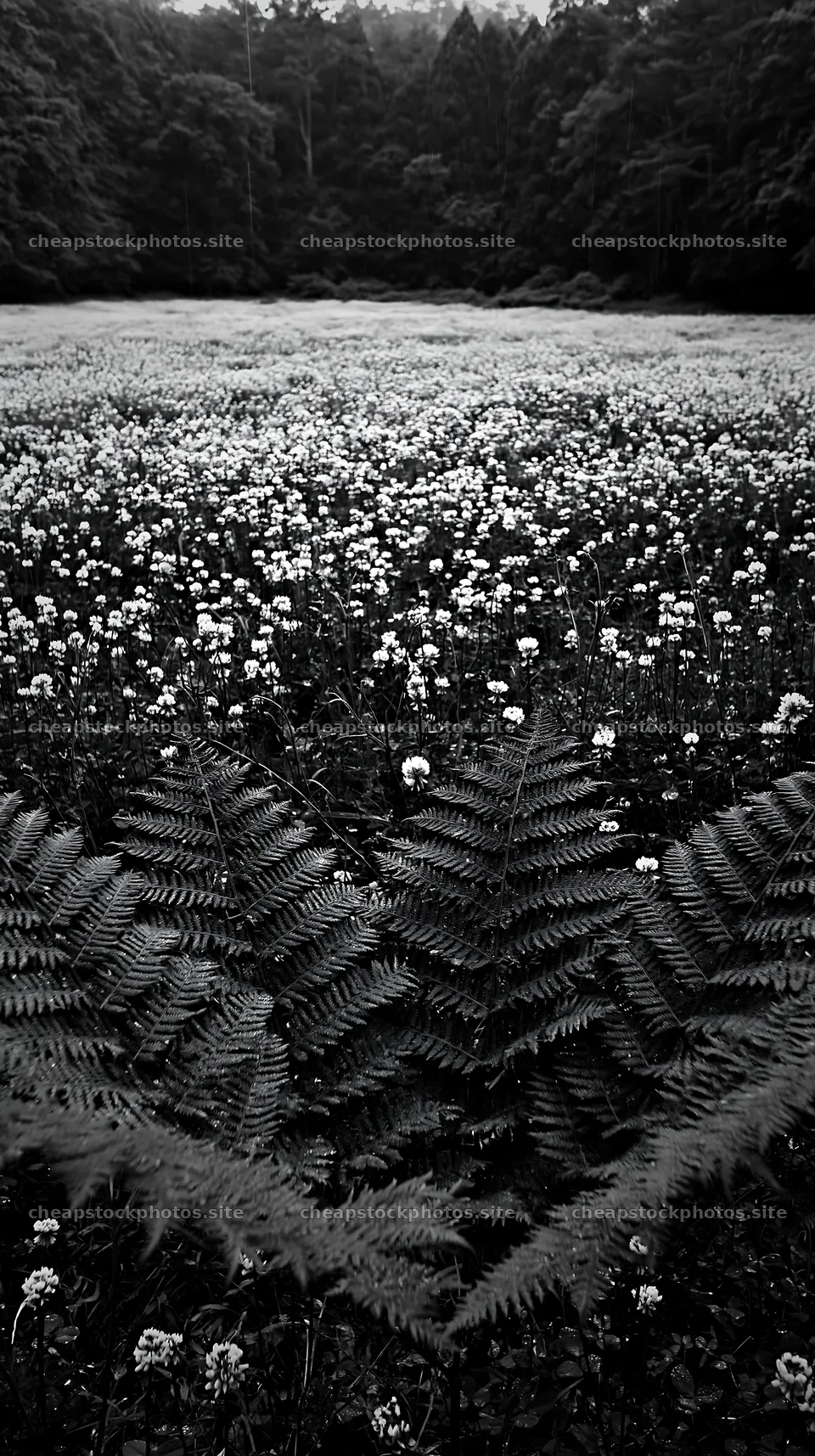 Nara summer meadow with fern foreground and flowering plants – stock photos 5938x10608
