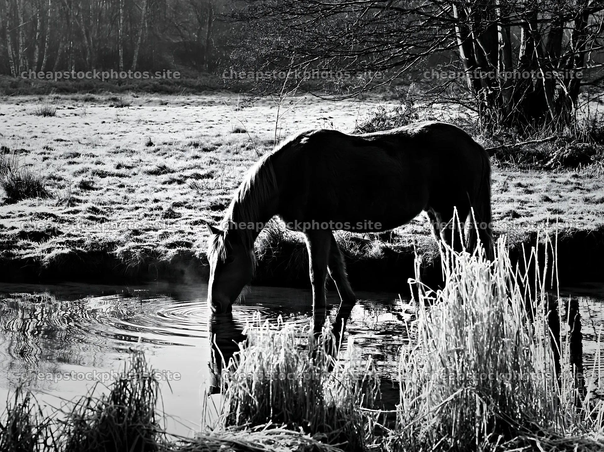Horse drinking water in a meadow during early morning – stock photos 9174x6866