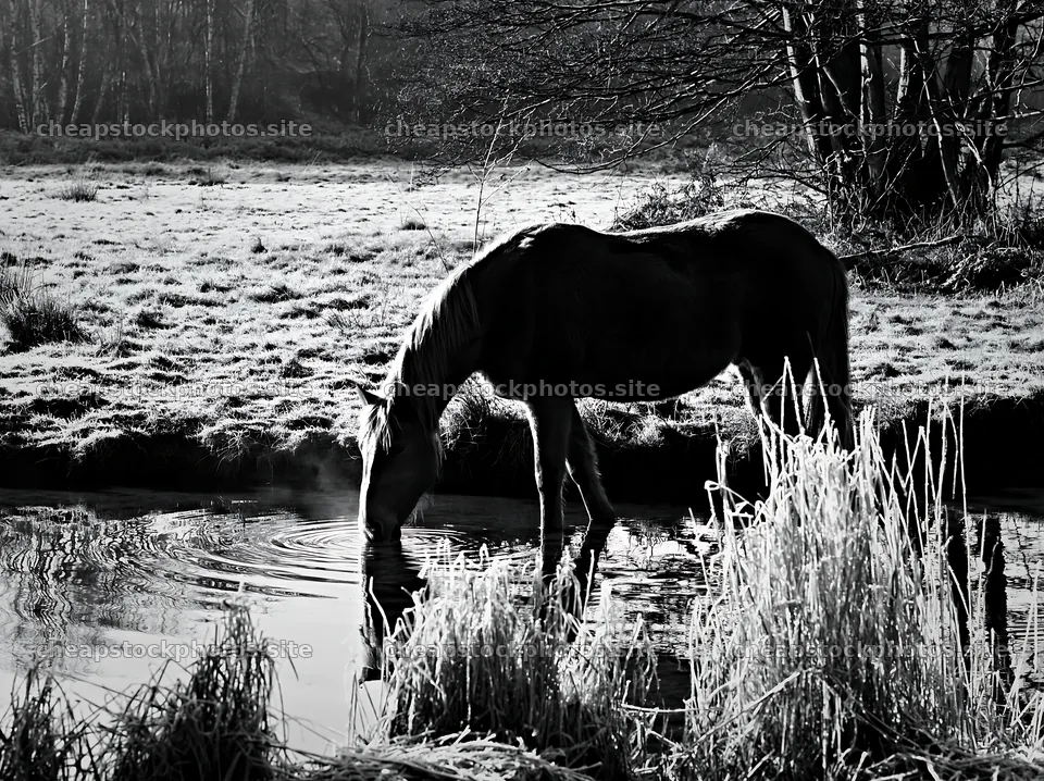 Horse drinking water in a meadow during early morning – stock photos 9174x6866