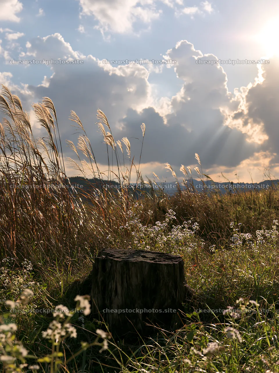 Fukushima native meadow with weathered stump – stock photos 6866x9174