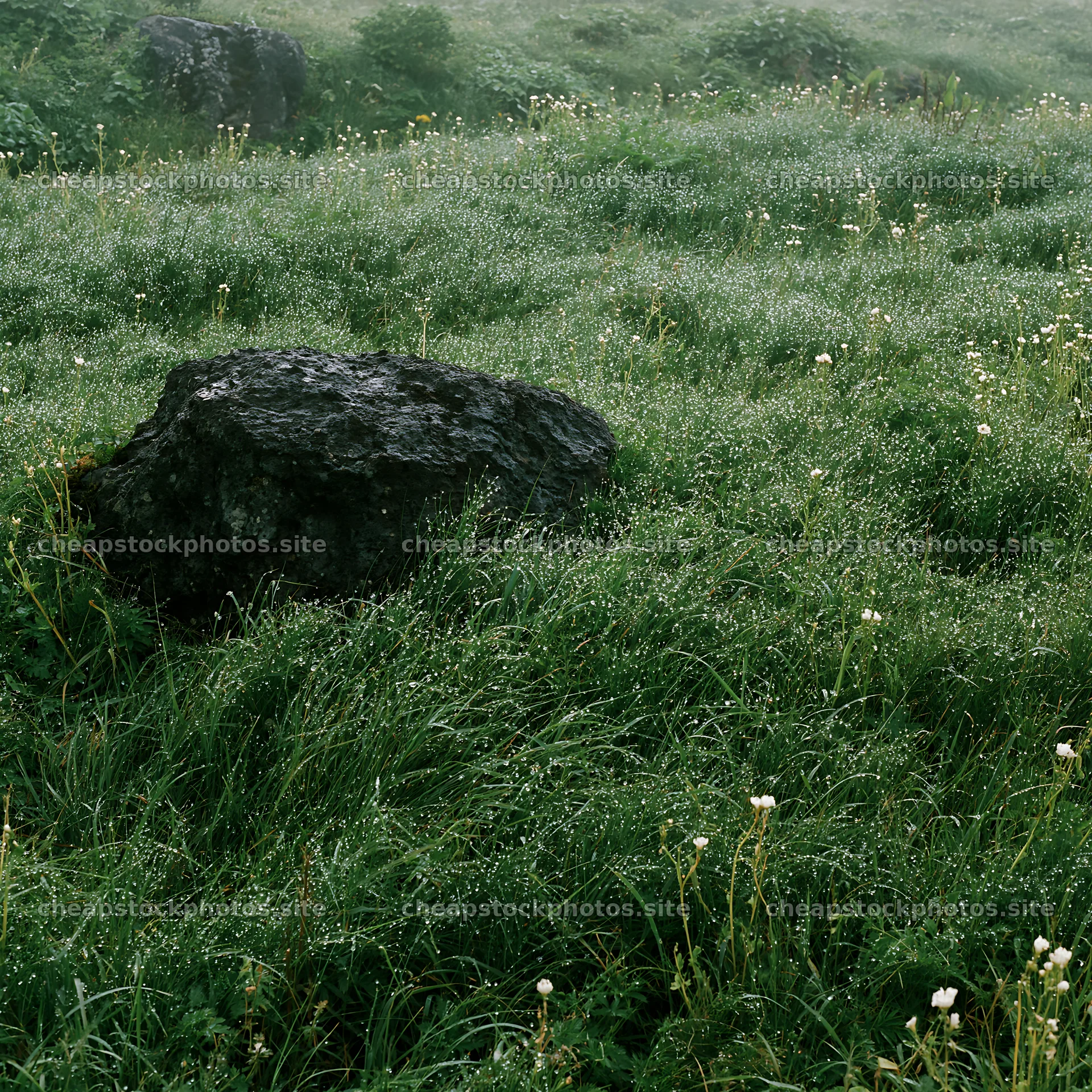 Expansive Hokkaido restoration meadow with dewdrops – stock photos 7938x7938