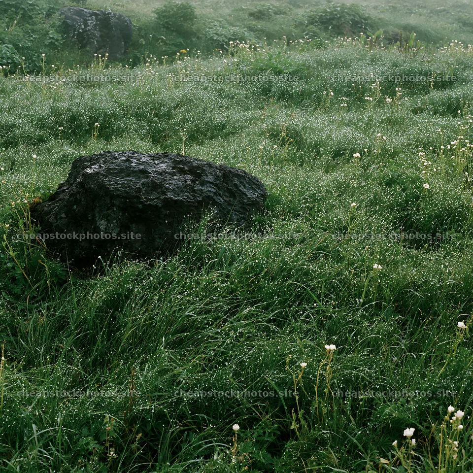 Expansive Hokkaido restoration meadow with dewdrops – stock photos 7938x7938