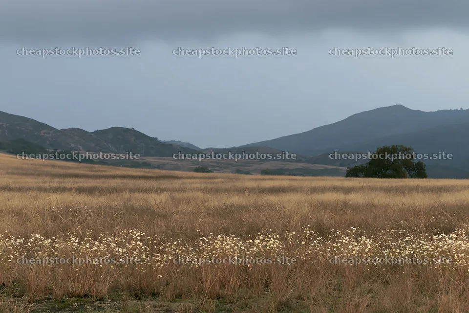 Cloudy foothill meadow with tall grass and distant mountains – stock photos 9722x6480
