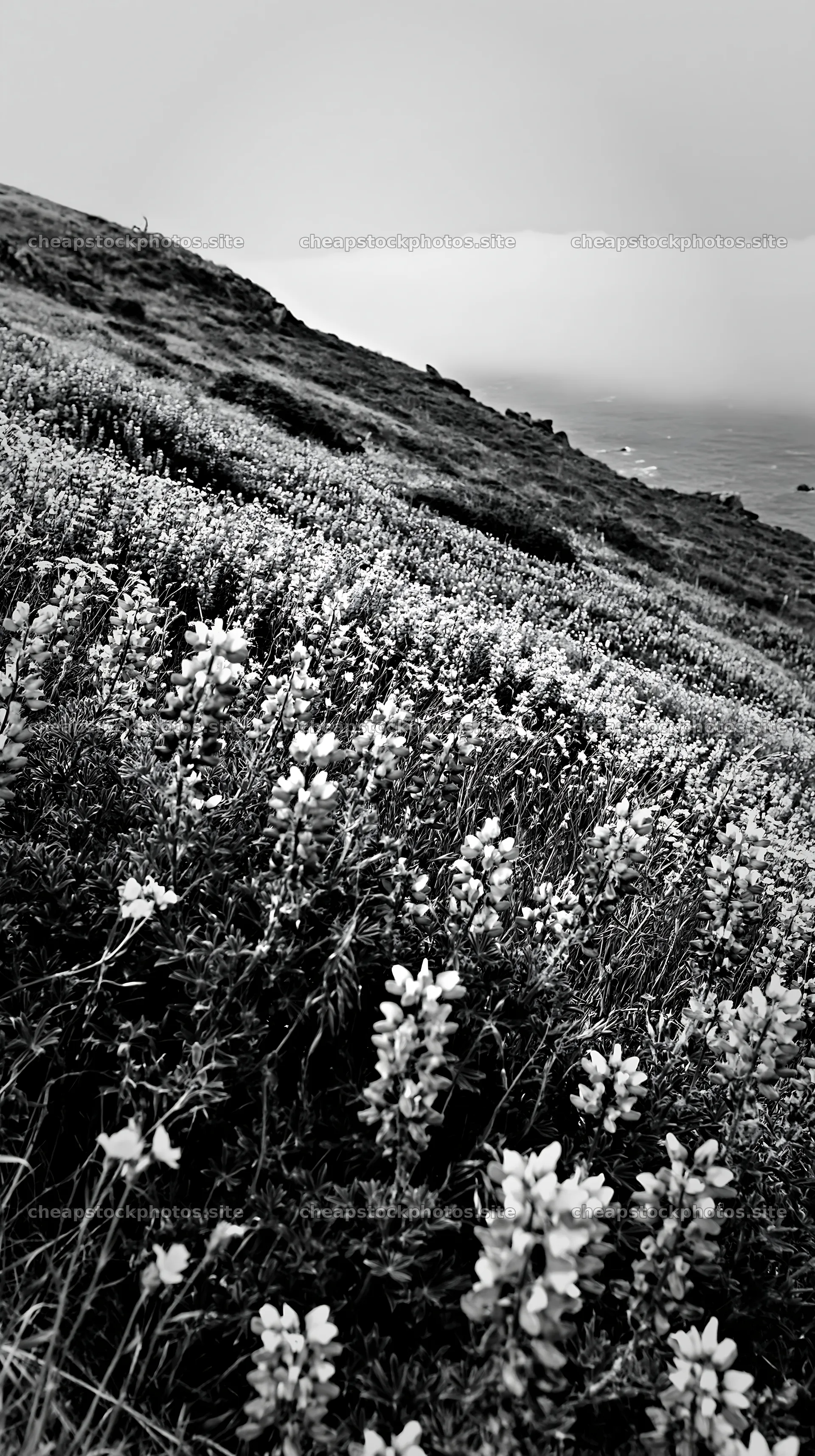 Colorful lupine meadow on hillside near the ocean – stock photos 5938x10608