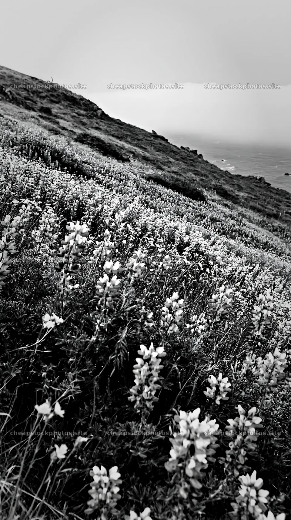 Colorful lupine meadow on hillside near the ocean – stock photos 5938x10608