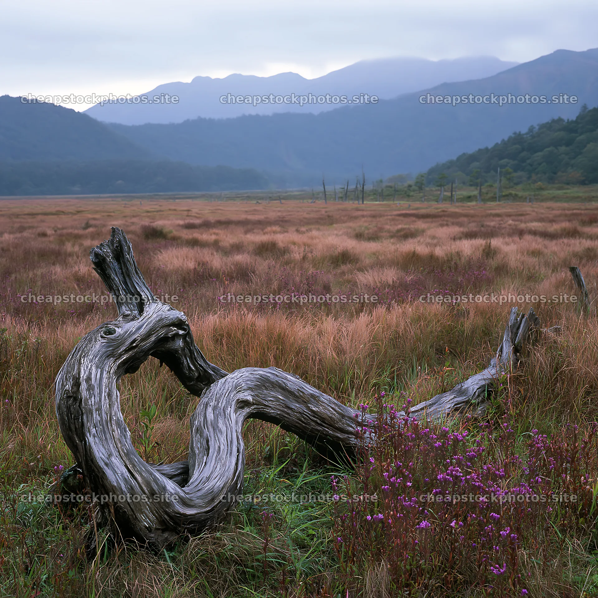 Wakayama autumn meadow with weathered wood in the foreground – stock photos 7938x7938