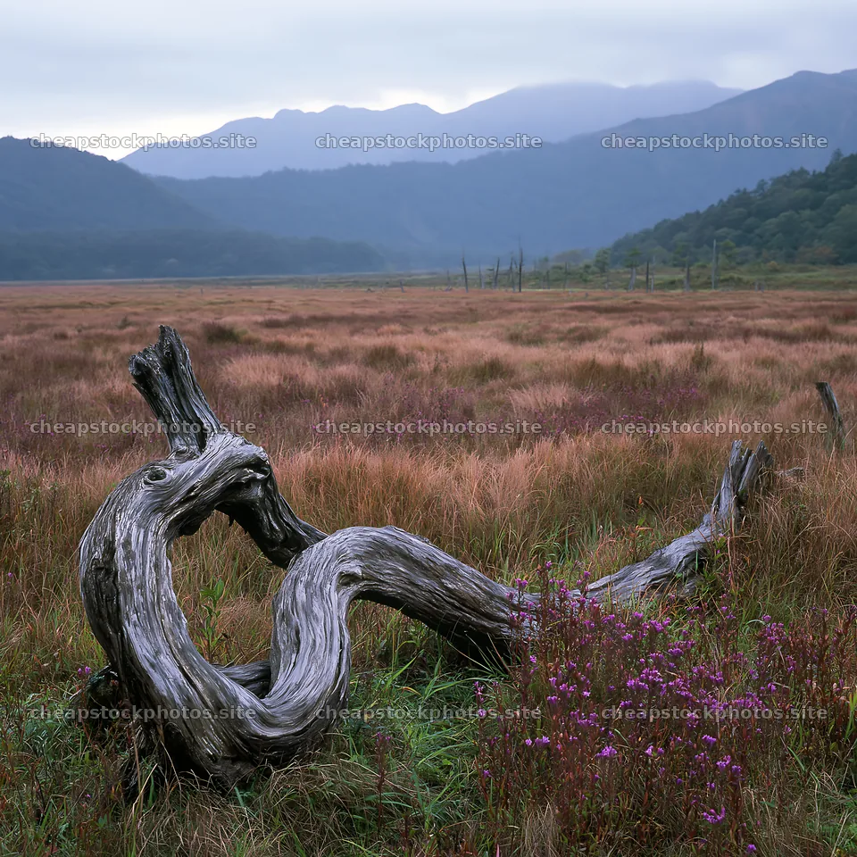 Wakayama autumn meadow with weathered wood in the foreground – stock photos 7938x7938
