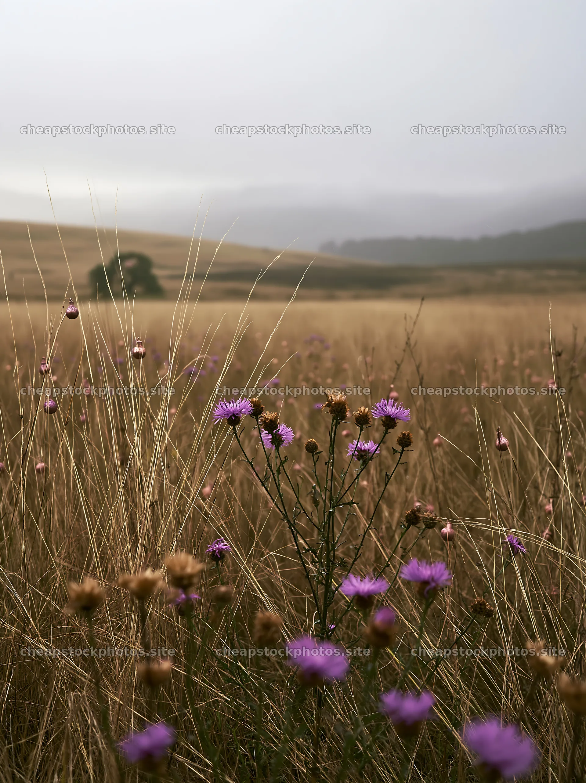 Winter meadow with grasses and baubles during Christmas season – stock photos 6866x9174