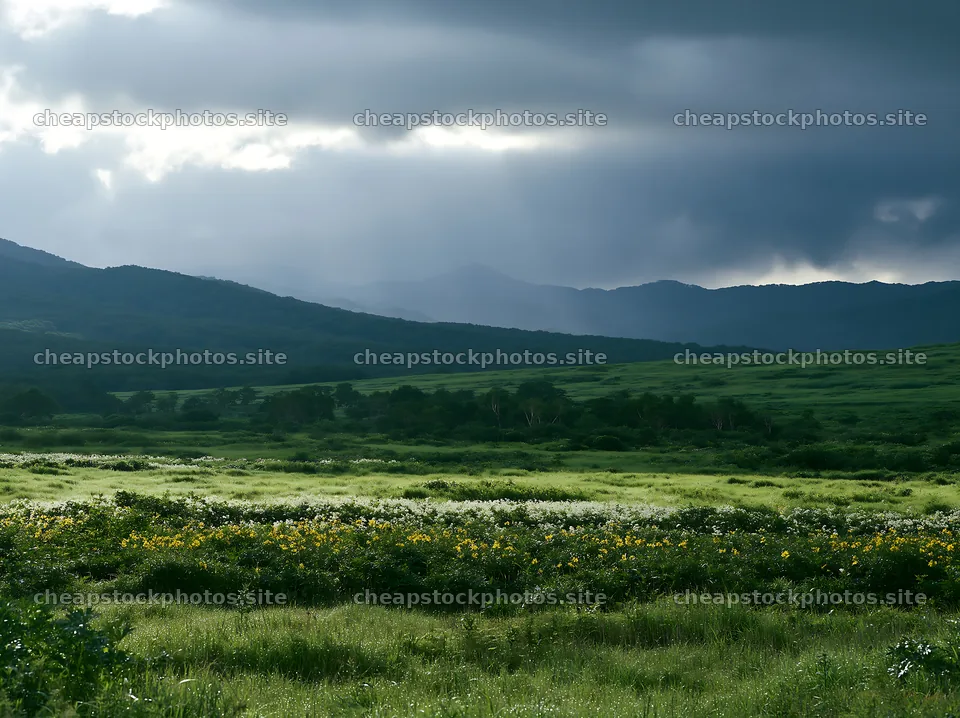 Expansive Hokkaido restoration meadow with dewdrops – stock photos 9174x6866