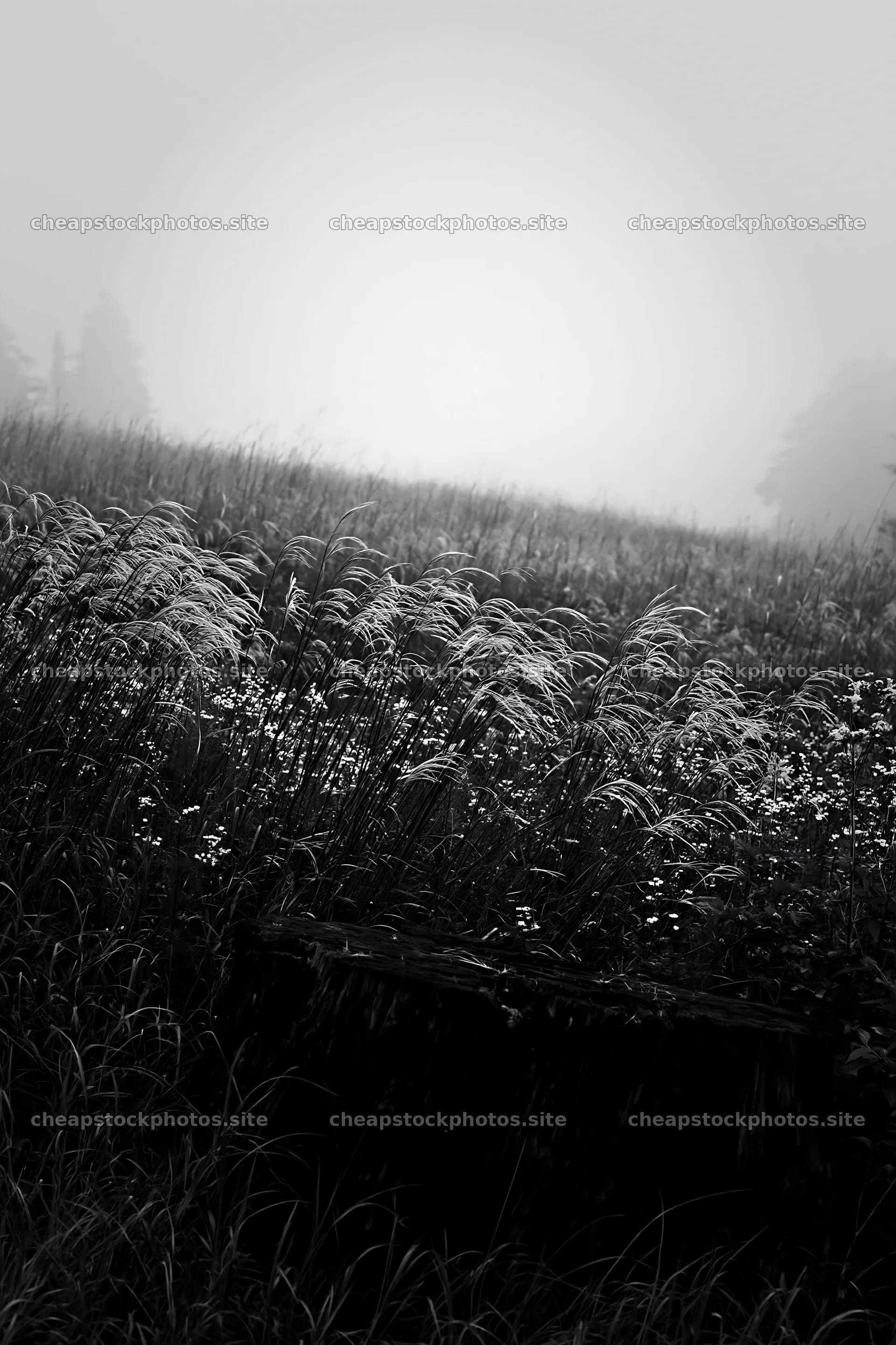 Fukushima native meadow with weathered stump – stock photos 6480x9722