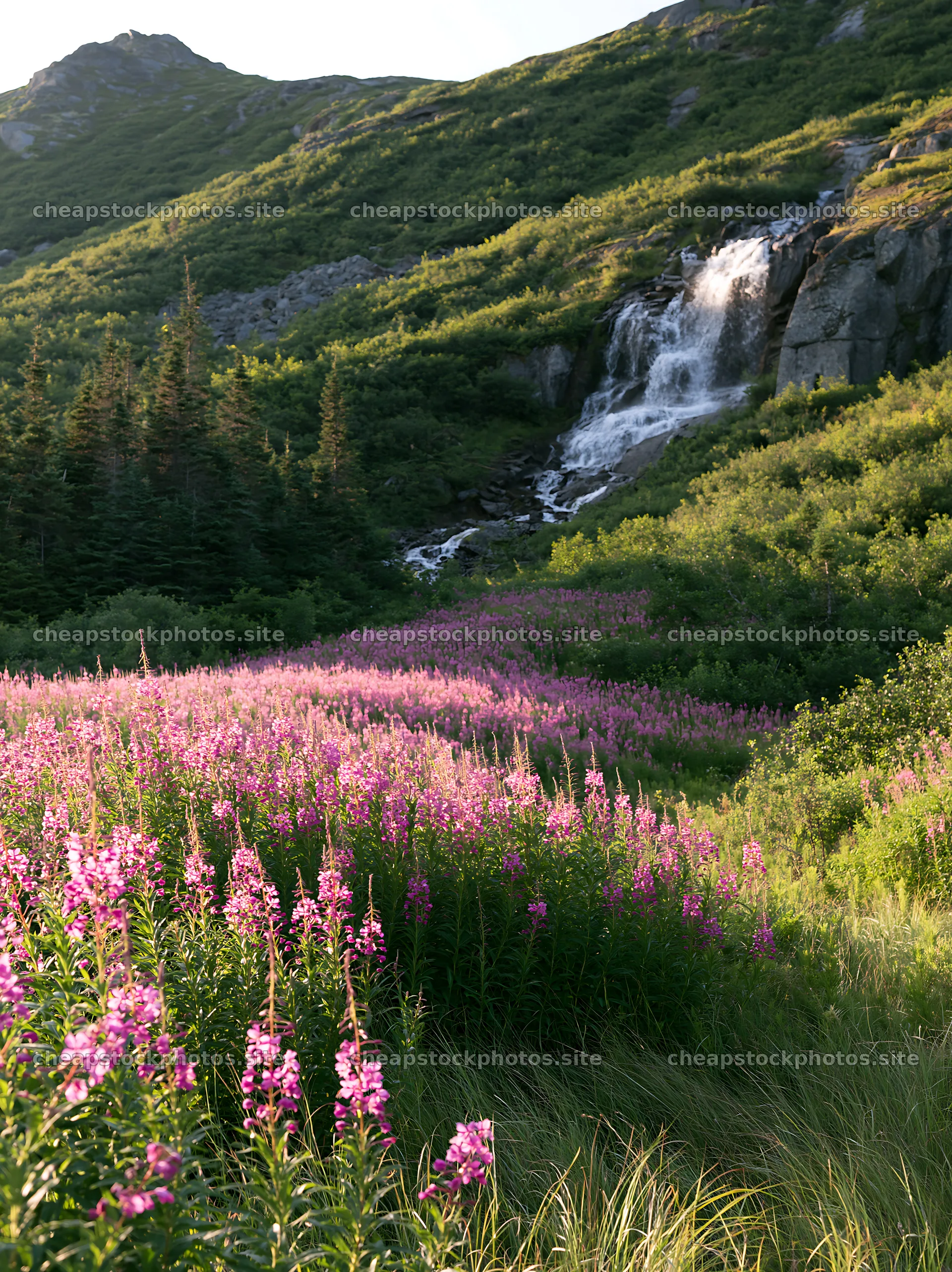 Flower meadow below a cascade in a mountainous area – stock photos 6866x9174