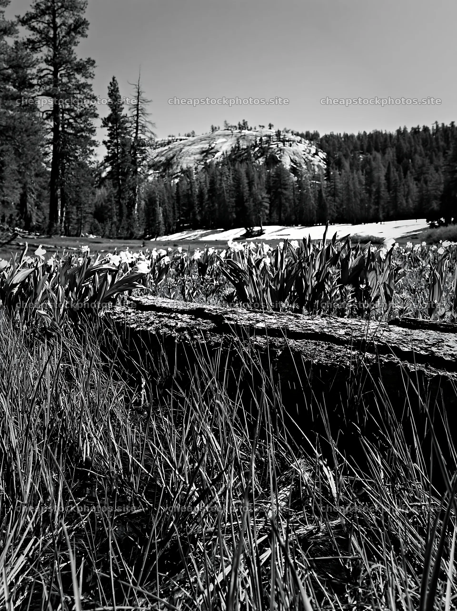 Weathered log in grassy meadow with mountain in background – stock photos 6866x9174