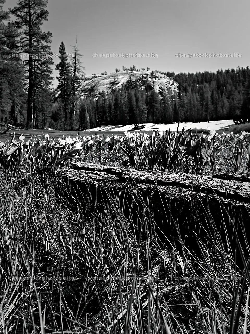 Weathered log in grassy meadow with mountain in background – stock photos 6866x9174