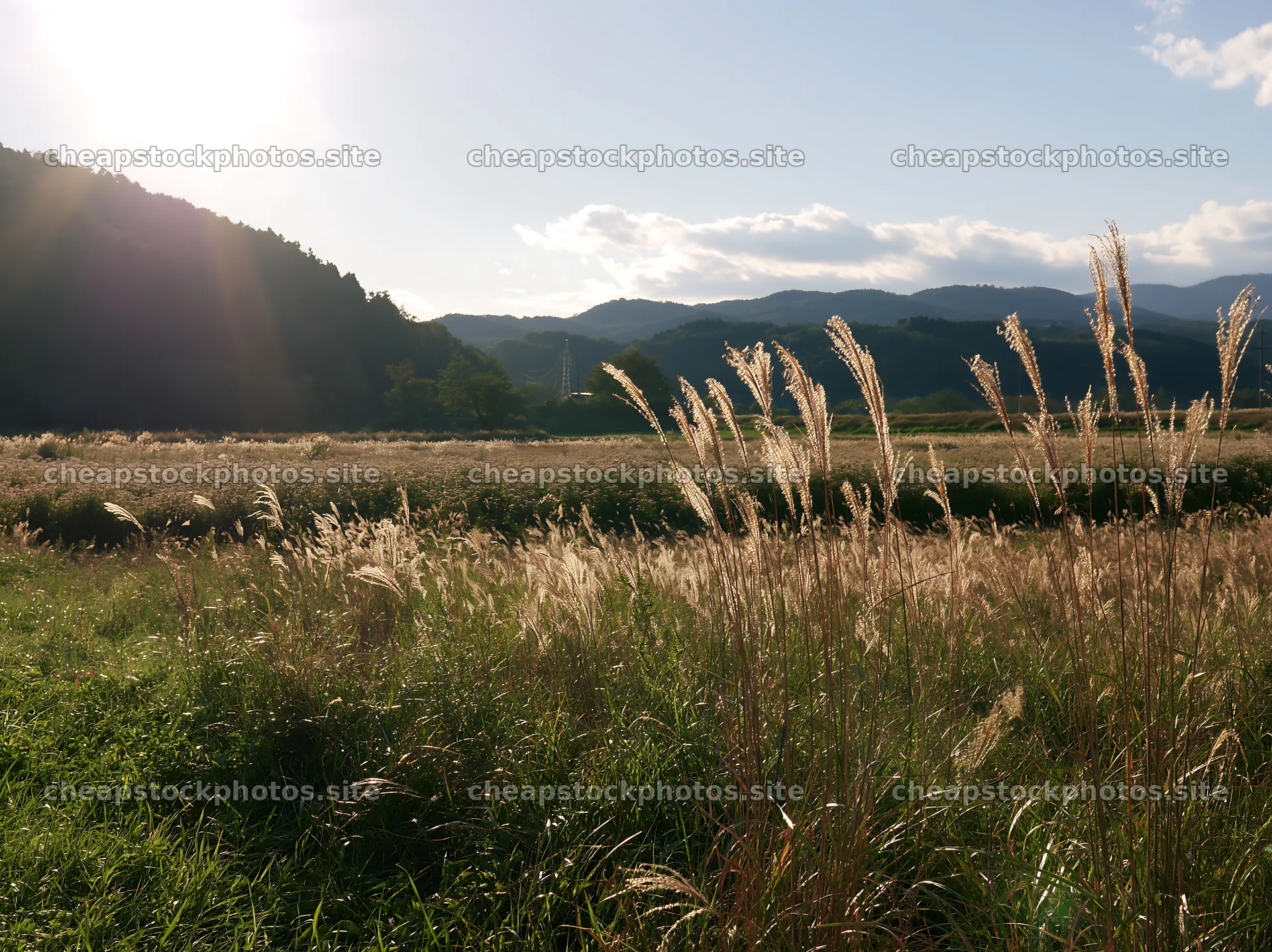Aichi restored meadow autumn seedheads in the foreground – stock photos 9174x6866