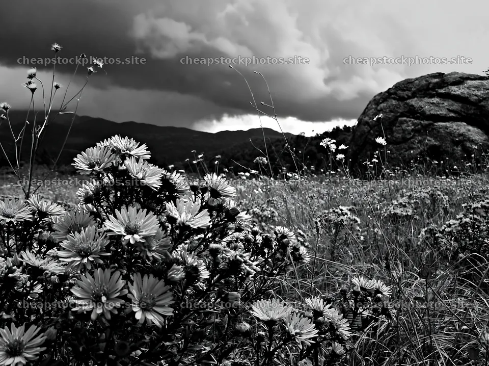 Nagano drought resilient meadow granite boulder with flowers – stock photos 9174x6866