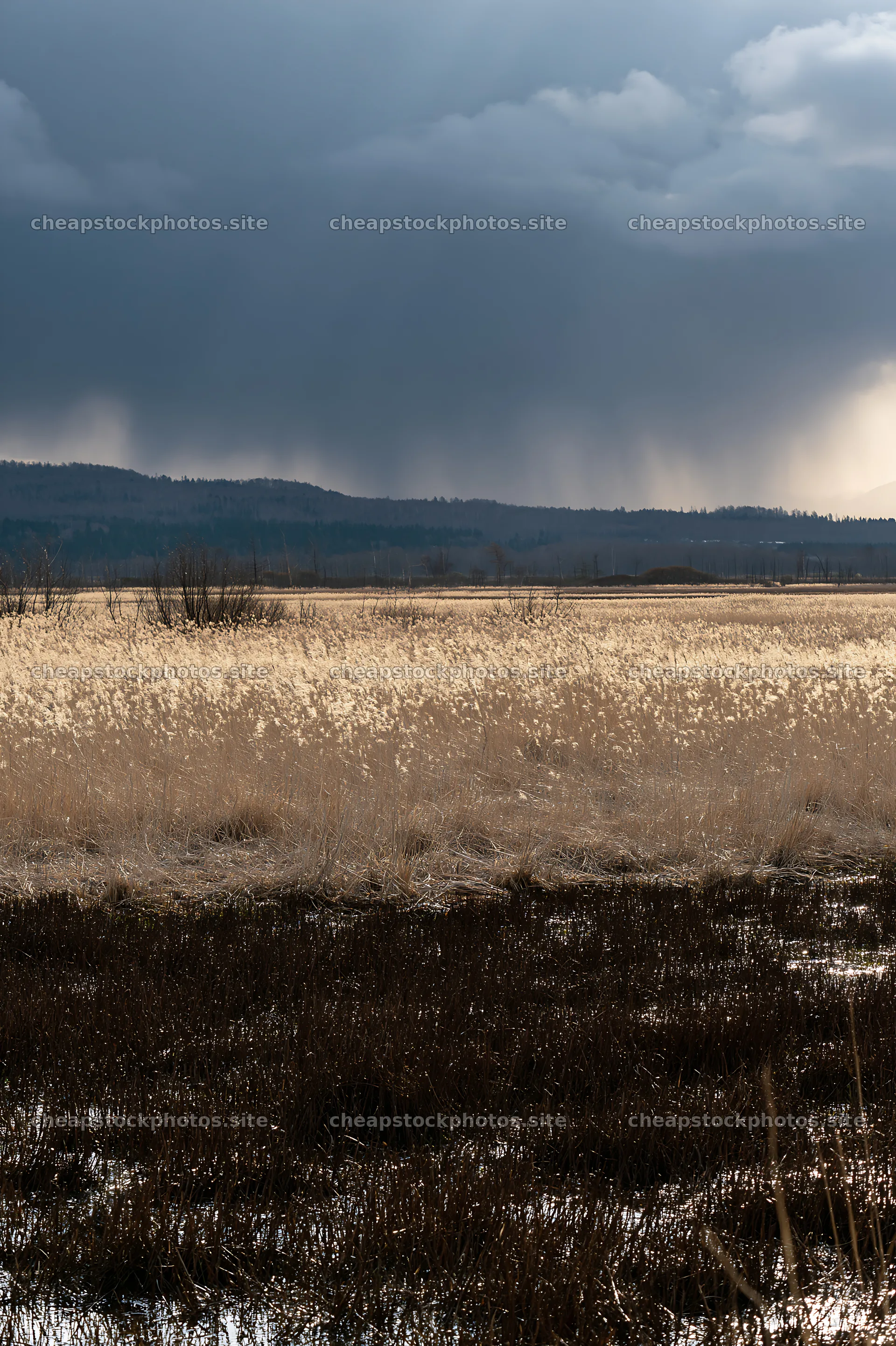 Akita snowmelt meadow with silver grasses under a cloudy sky – stock photos 6480x9722