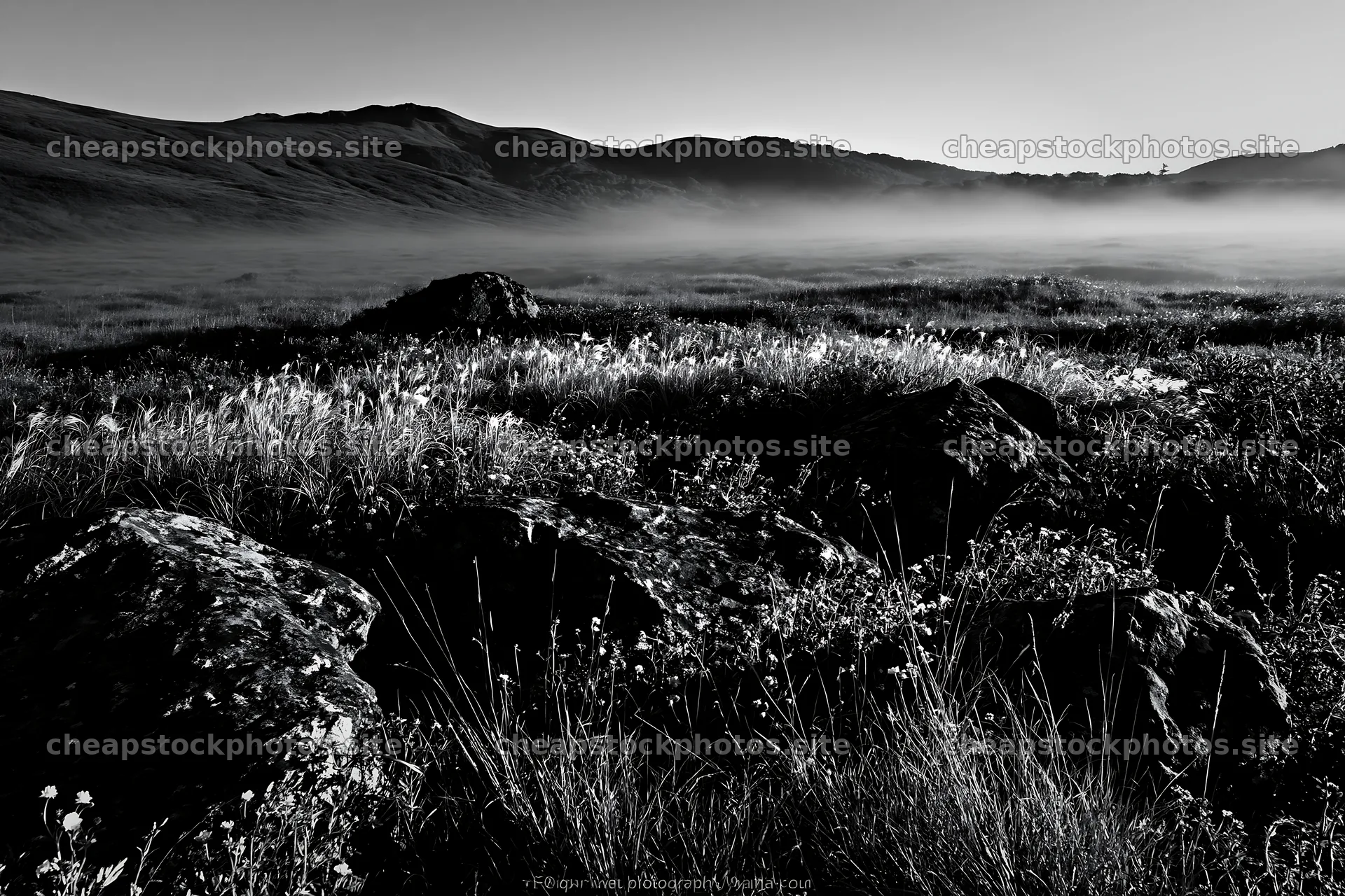 Rewilded Akita silver grass meadow stones create a natural scene – stock photos 9722x6480