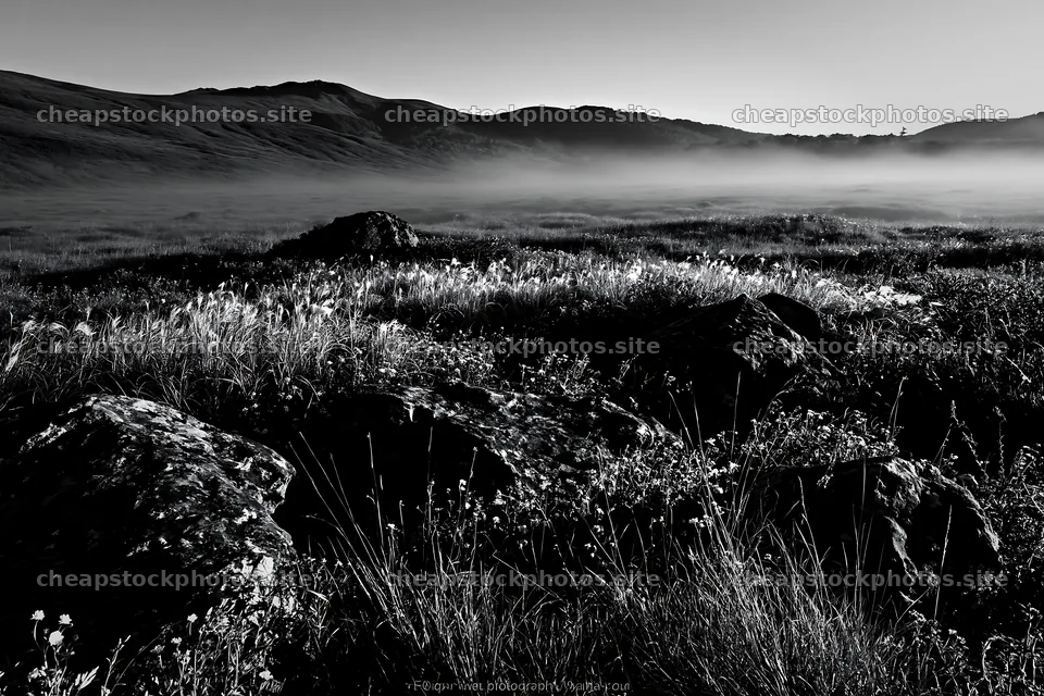 Rewilded Akita silver grass meadow stones create a natural scene – stock photos 9722x6480