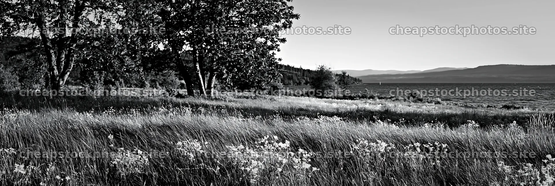 Lakeside orchard meadow with trees and wildflowers – stock photos 13690x4602