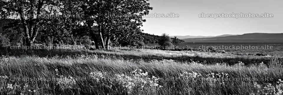 Lakeside orchard meadow with trees and wildflowers – stock photos 13690x4602