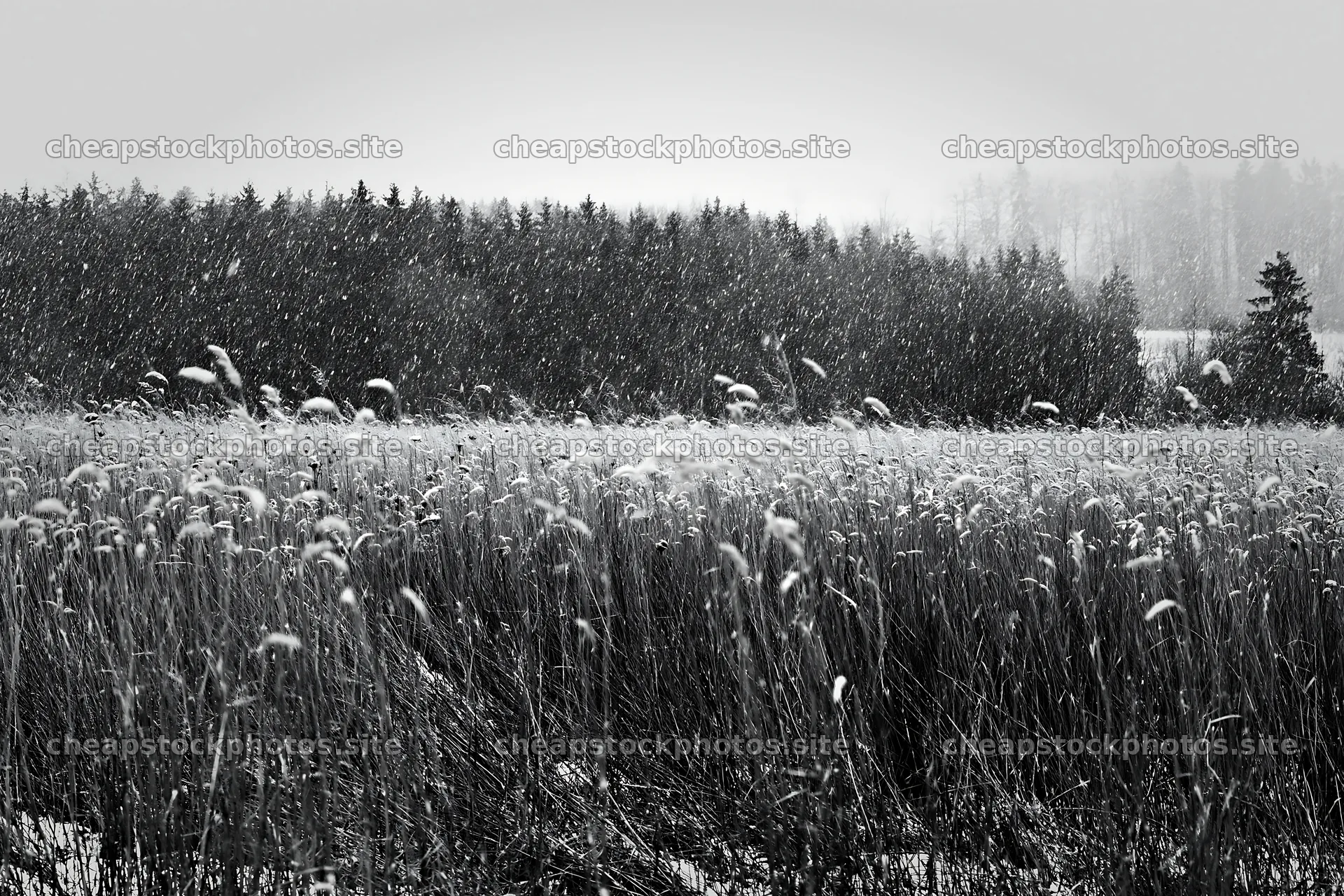 Seedhead meadow during snowfall in winter – stock photos 9722x6480