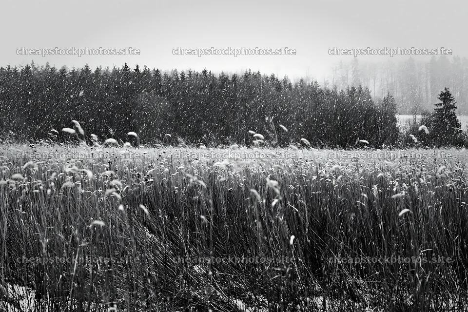 Seedhead meadow during snowfall in winter – stock photos 9722x6480