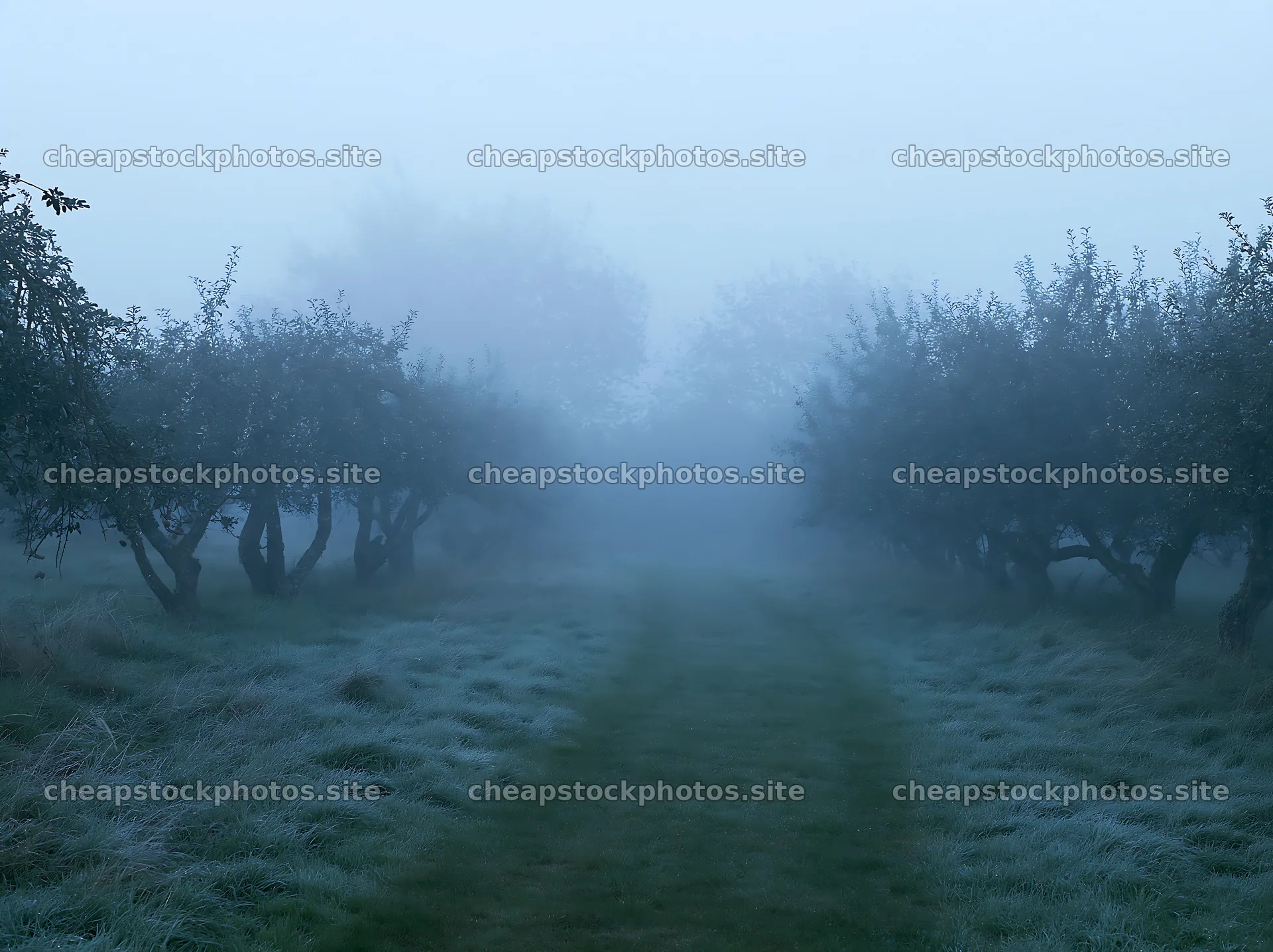 Foggy orchard meadow with trees in the mist – stock photos 9174x6866