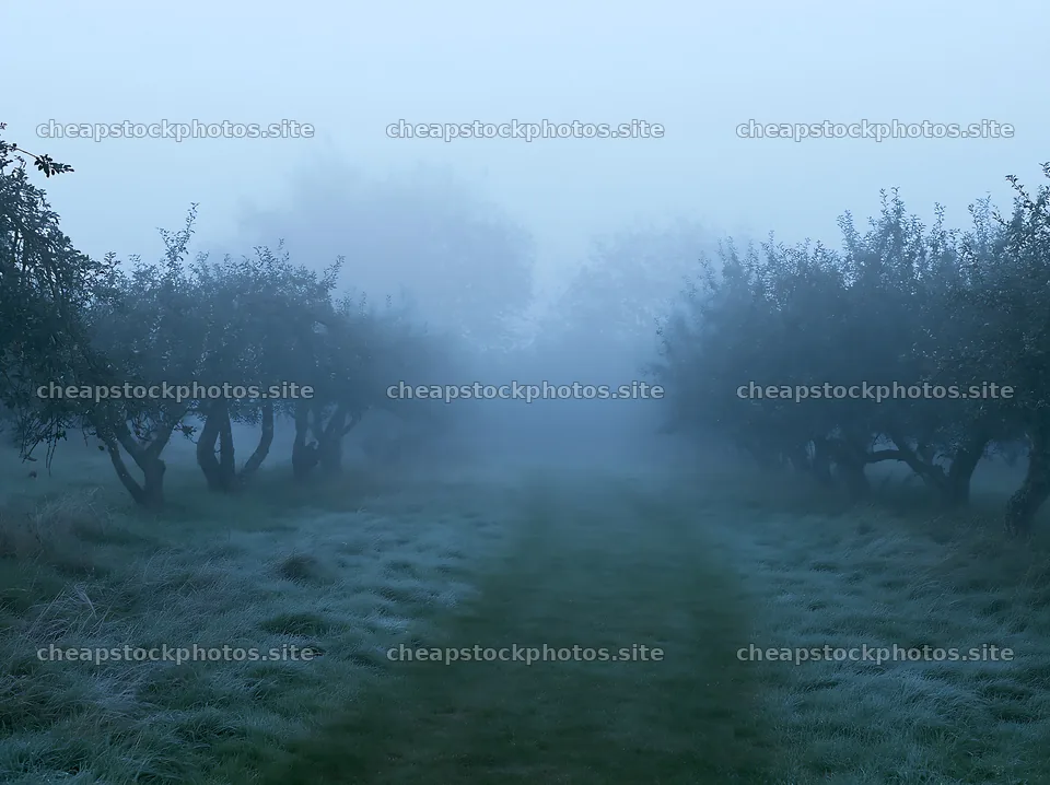 Foggy orchard meadow with trees in the mist – stock photos 9174x6866