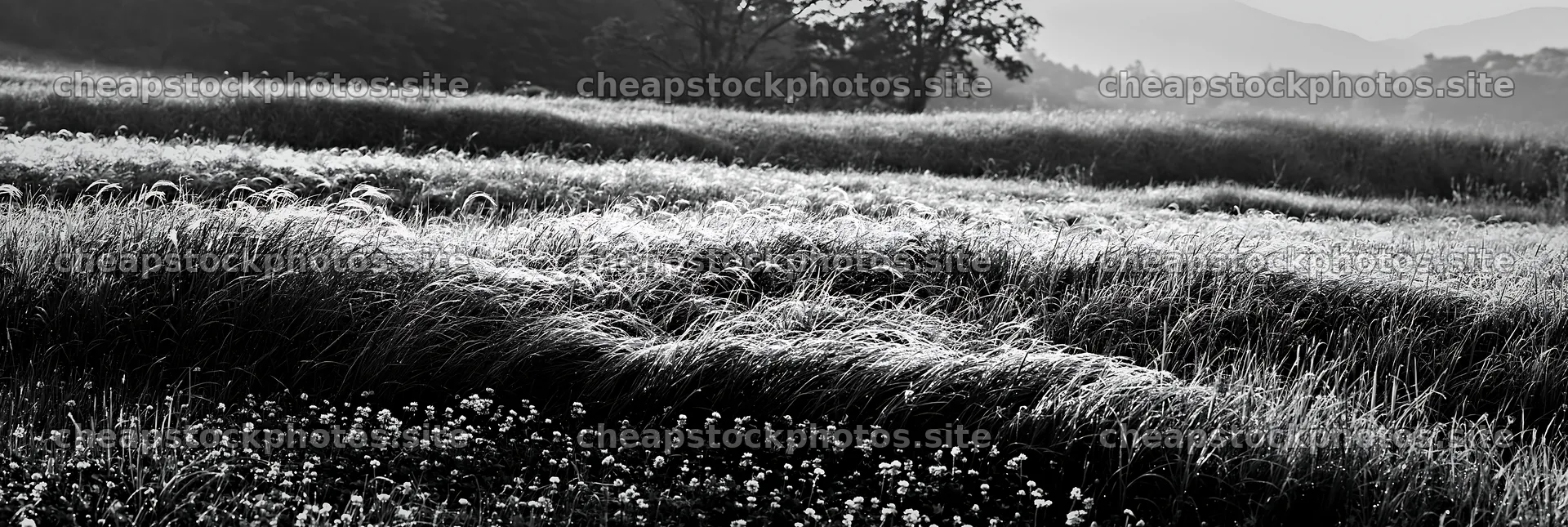 Miyazaki sunrise over meadow with dew covered sedges – stock photos 13690x4602