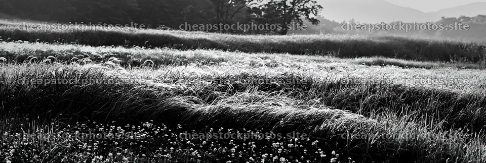 Miyazaki sunrise over meadow with dew covered sedges – stock photos 13690x4602