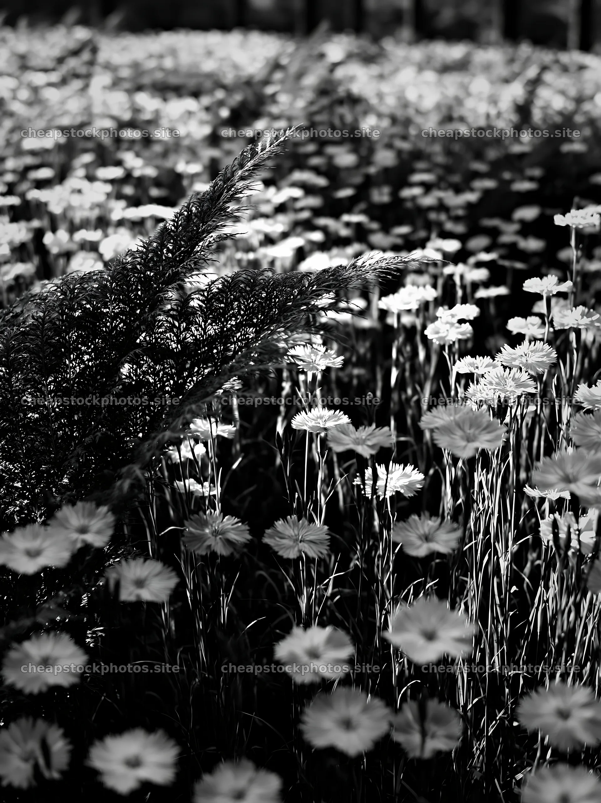 Nara summer meadow with fern foreground filled with flowers – stock photos 6866x9174