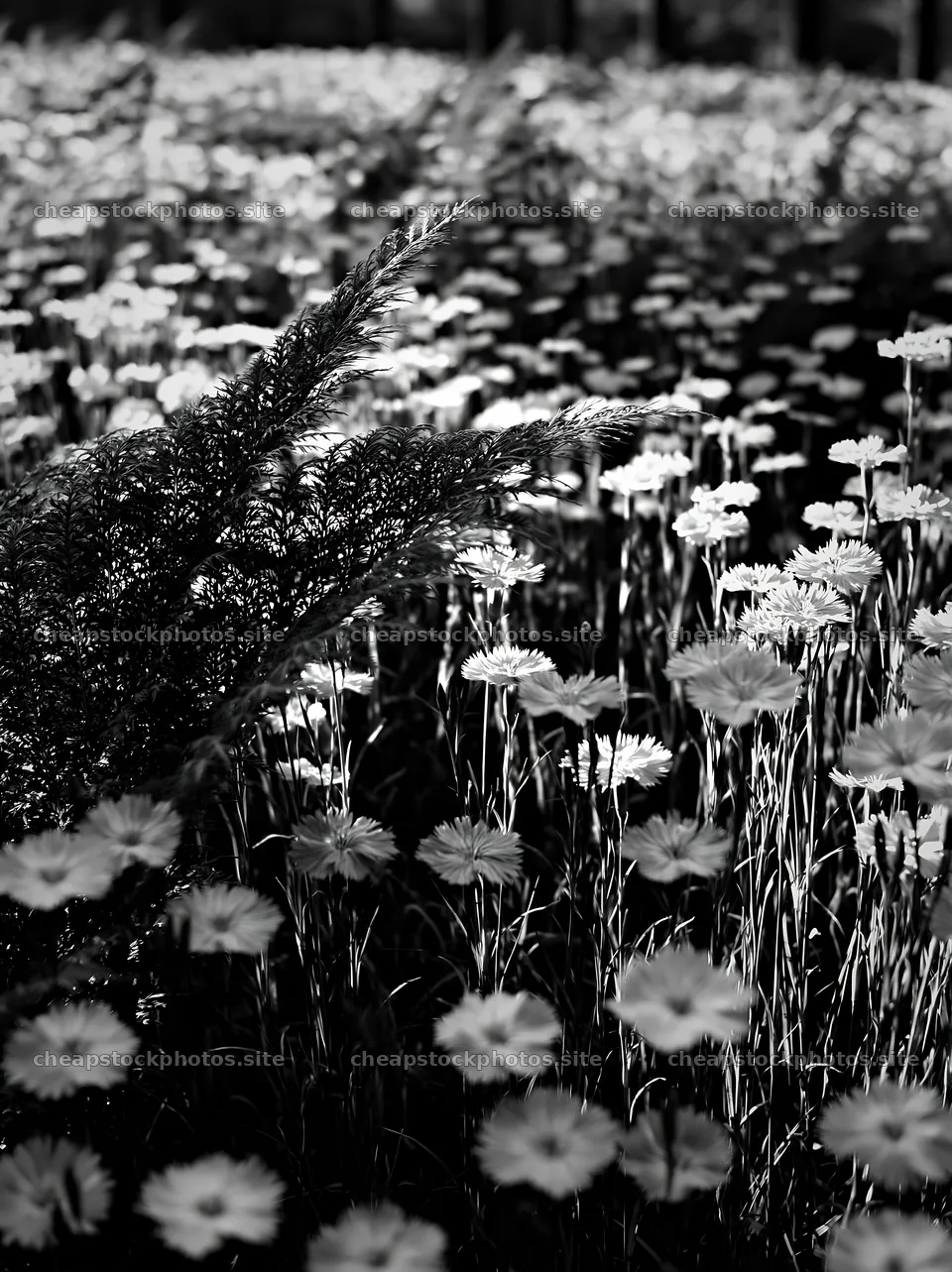 Nara summer meadow with fern foreground filled with flowers – stock photos 6866x9174