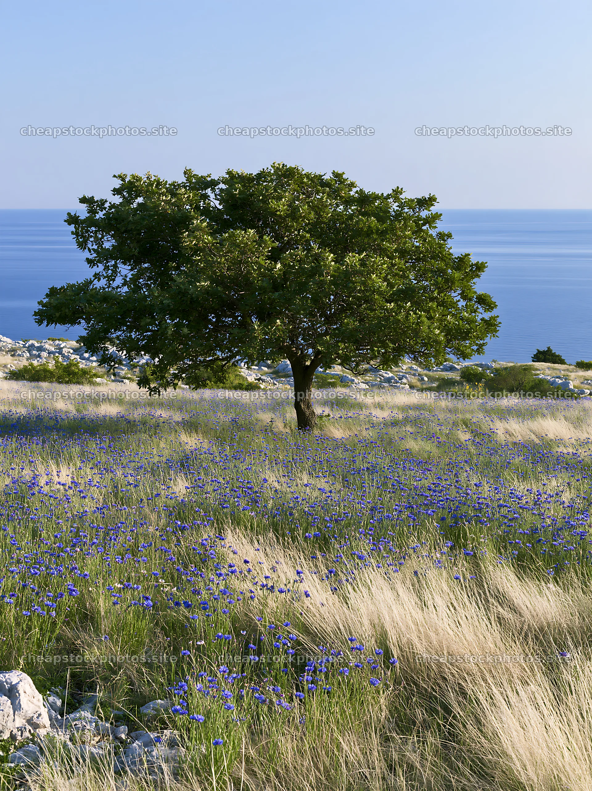 Croatian meadow above Adriatic coast with tree and flowers – stock photos 6866x9174