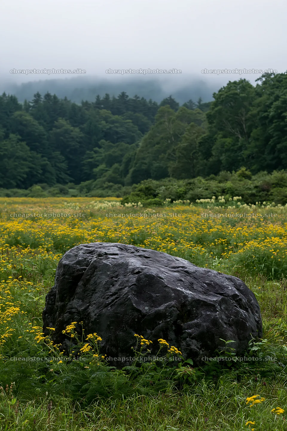 Nagano drought resilient meadow with granite boulder – stock photos 6480x9722