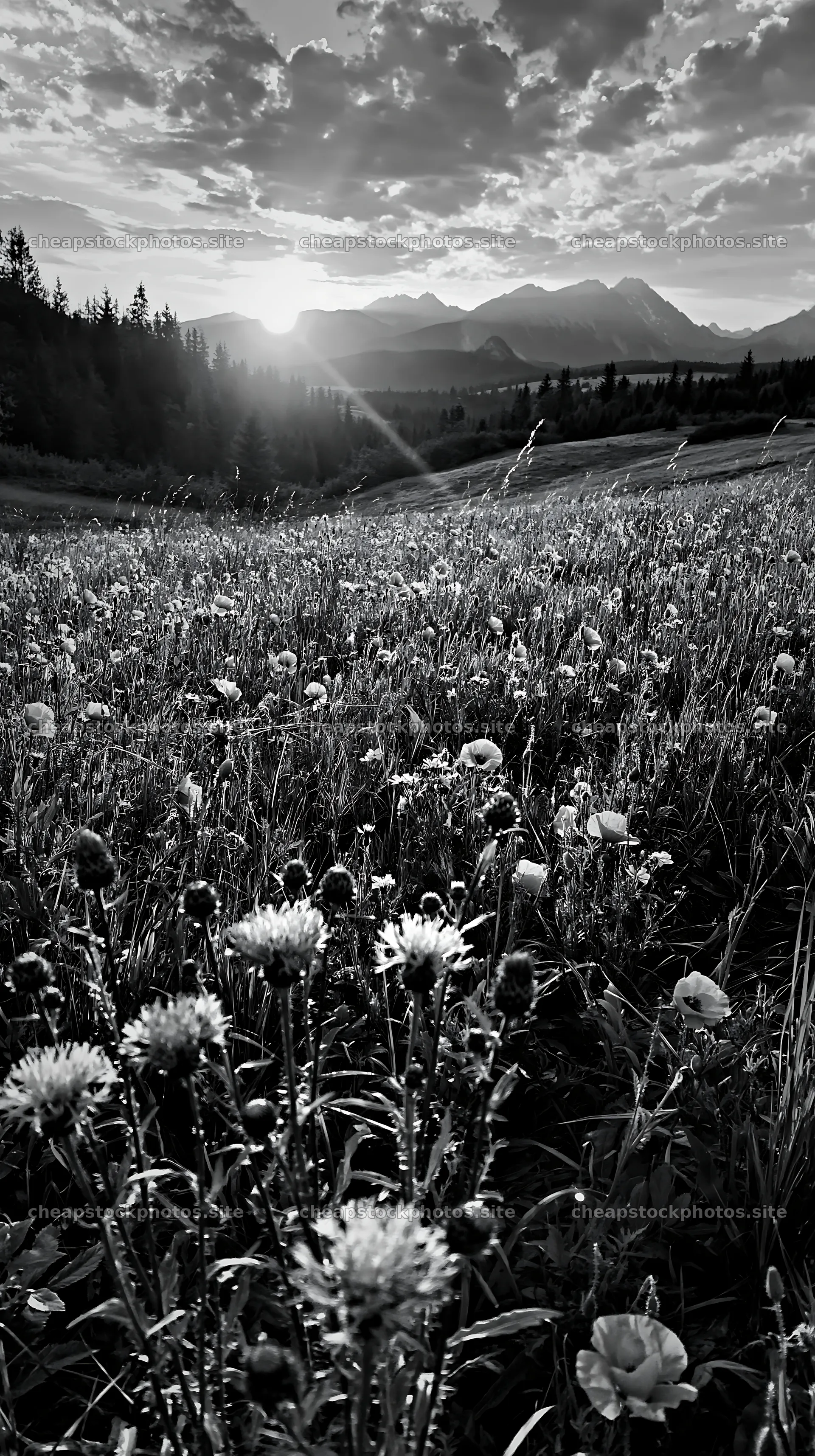 Vast meadow with flowers in Tatra Mountains at sunset – stock photos 5938x10608