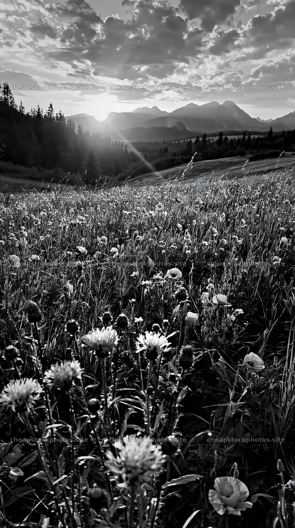 Vast meadow with flowers in Tatra Mountains at sunset – stock photos 5938x10608