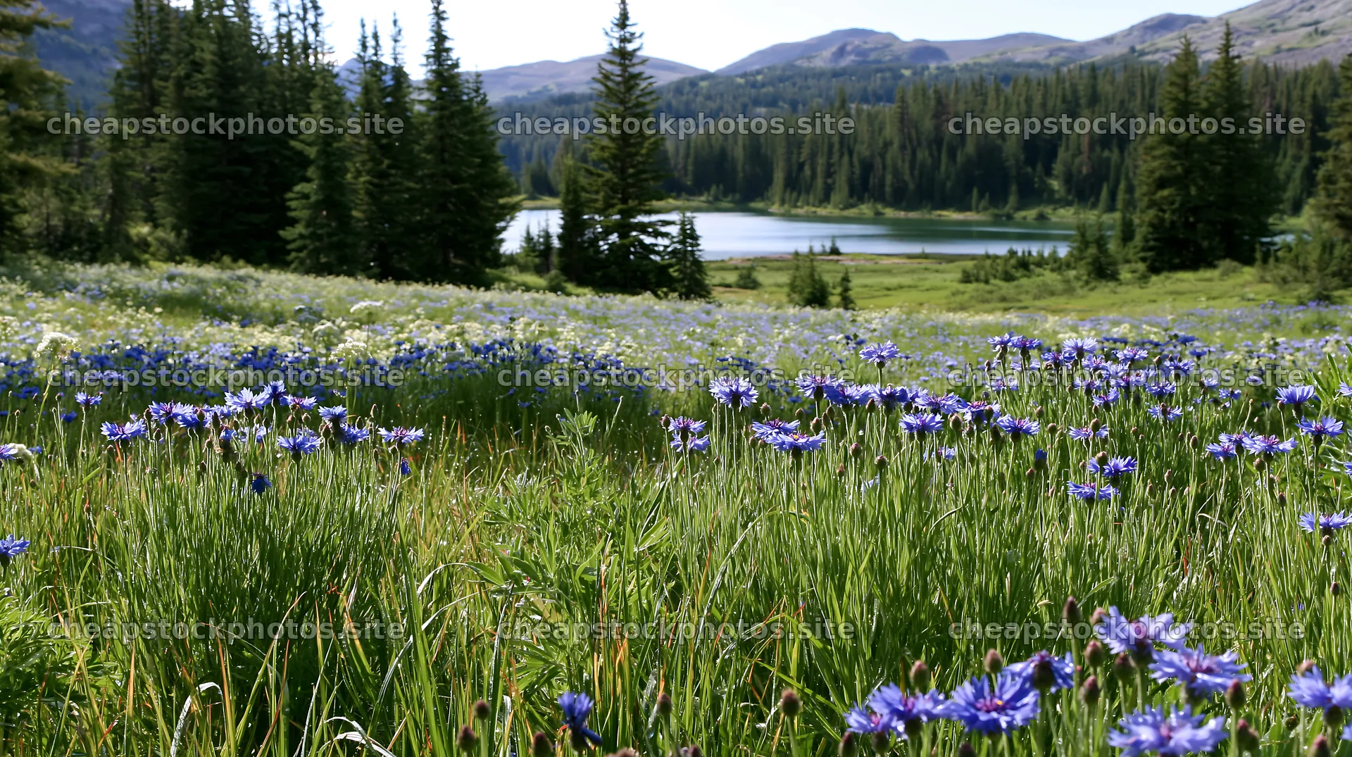 Sunlit lakeside meadow with blooming flowers and tall trees – stock photos 10608x5938