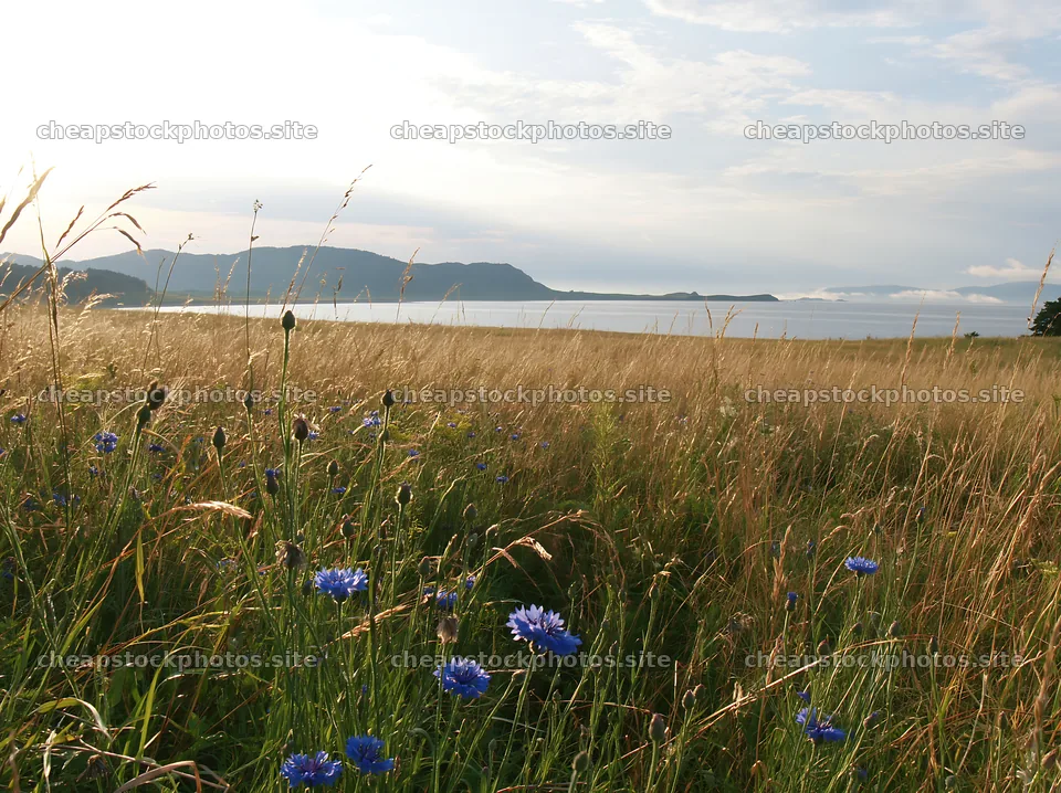 Sunlit lakeside meadow with wildflowers and grass – stock photos 9174x6866