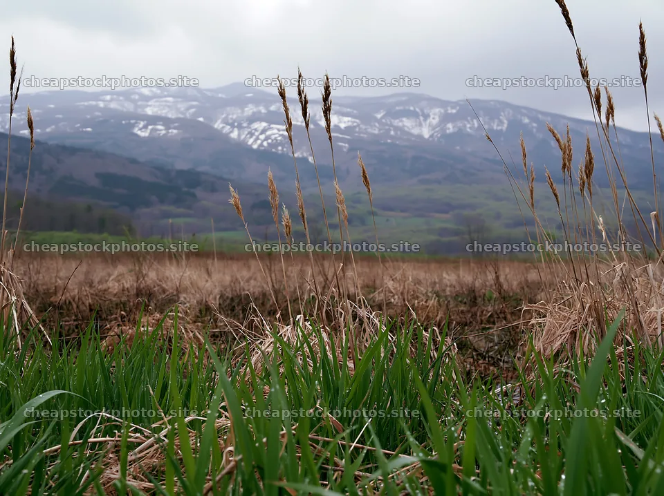 Iwate rain refreshed meadow seedhead foreground – stock photos 9174x6866